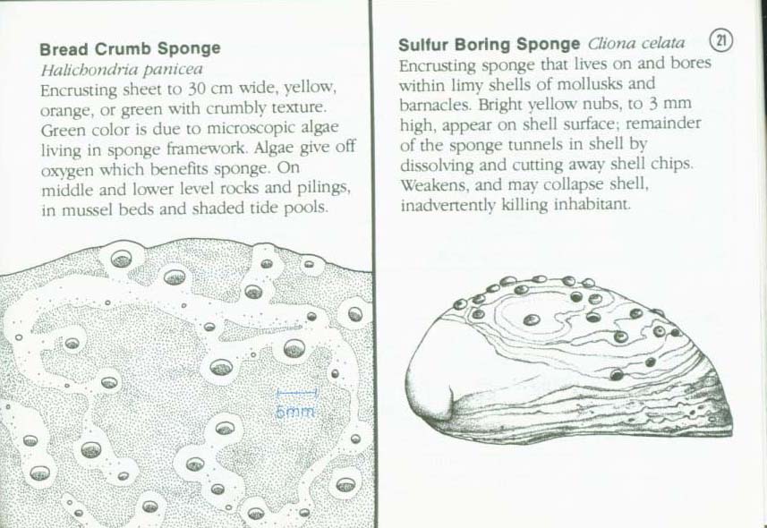LIFE ON INTERTIDAL ROCKS: a guide to marine life of the rocky North Atlantic coast. nasg5406f